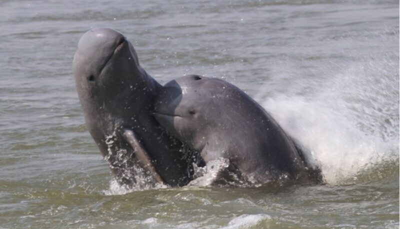 pesut mahakam 
(Istimewa)